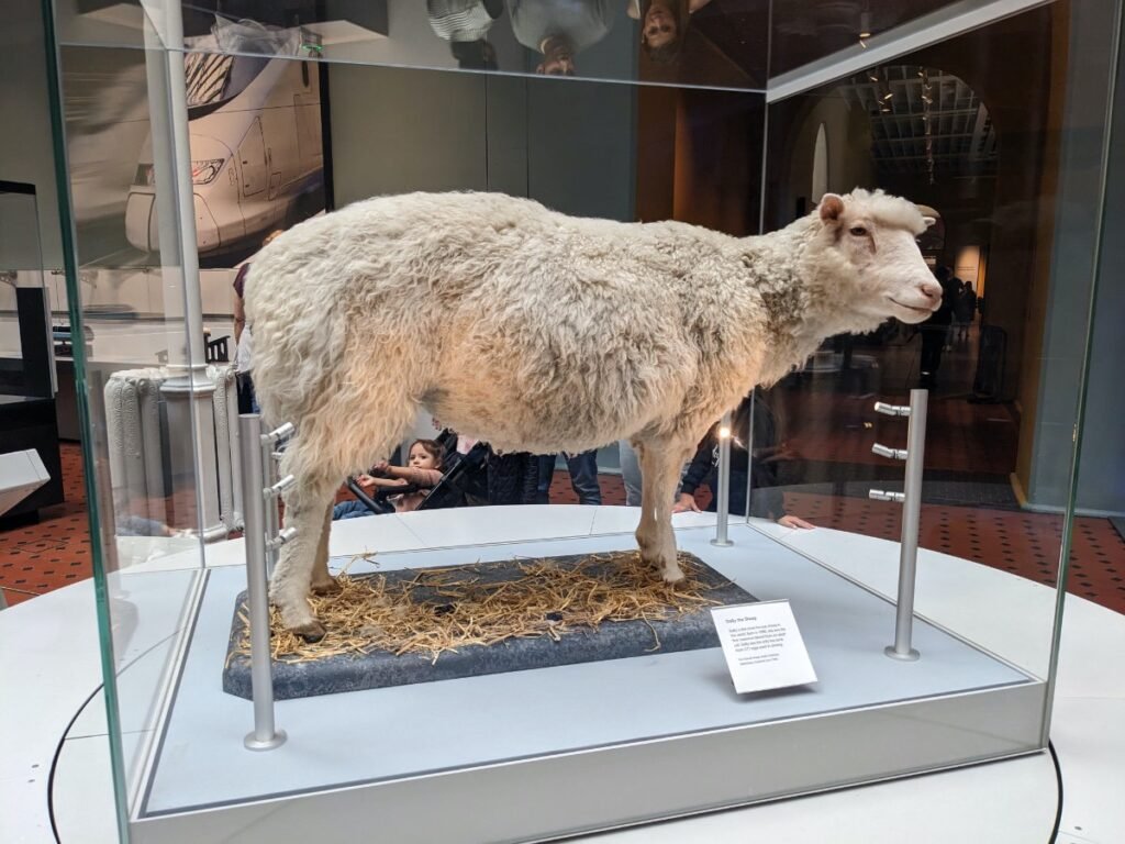 Dolly the sheep, on display at the National Museum of Scotland